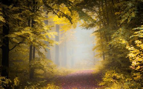 1920x1080 Nature Landscape Path Mist Forest Sunlight Leaves Trees Fall