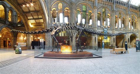 Natural History Museums Diplodocus Stock Image C010
