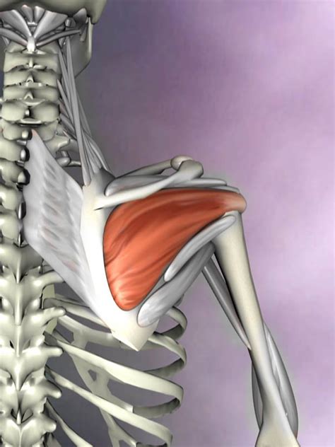 Infraspinatus Muscle Attachments Actions Innervation