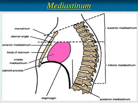 Mediastinum Anatomy Location Function And Faqs