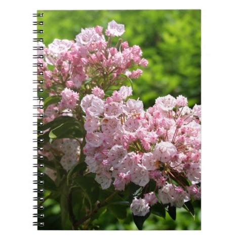 Pretty Pink Mountain Laurel Flowers Notebook Zazzle Pretty In Pink