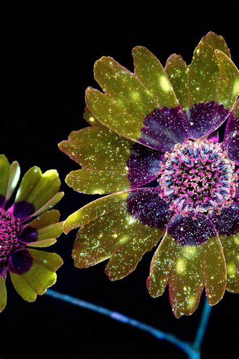 Natural Bioluminescent Flowers Best Flower Site