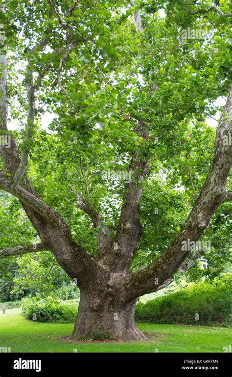 Big Sycamore Tree Stock Photo Alamy