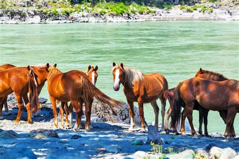 Altai Horses At The Katun River Gorny Altai Siberia Russia Stock
