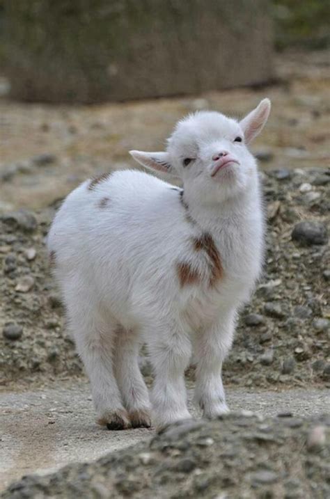 The 34 Cutest Baby Pygmy Goats On The Internet Детеныши животных