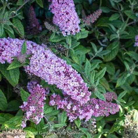 D15 Buddleia Butterfly Bush 2 Buddleia X Pw Pugster Periwinkle