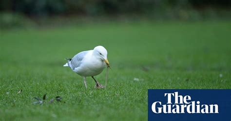 How To Make The Most Of The Big Garden Birdwatch Birds The Guardian