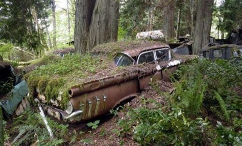 Mysterious Images Of Abandoned American Cars In The Woods Page 1