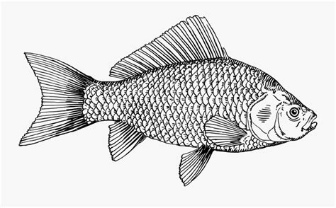 Download Line Art,tilapia,perch - Tilapia Gold Fish Vector , Free ...