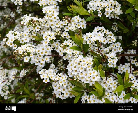 Dense Clusters Of White Spring Flowers Of The Hardy Garden Shrub