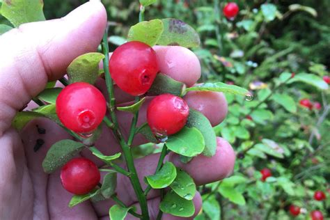 Planet Alaska Red Huckleberries Food For Songbirds Juneau Empire