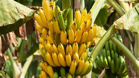 Panamakrankheit (Tropical Race 4): Gibt es bald keine Bananen mehr ...
