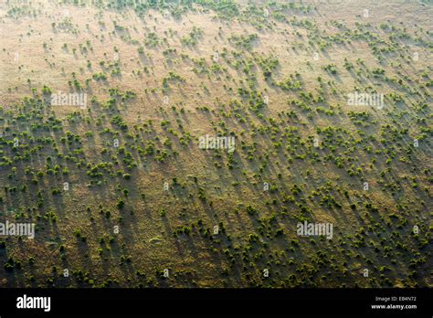 An Aerial View Of An Open Acacia Woodland Dotting The Vast Short Grass