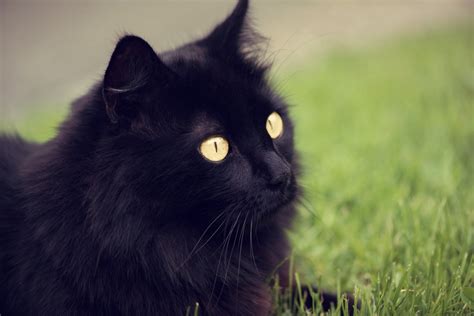 Free Images Animal Pet Black Cat Nose Whiskers Vertebrate