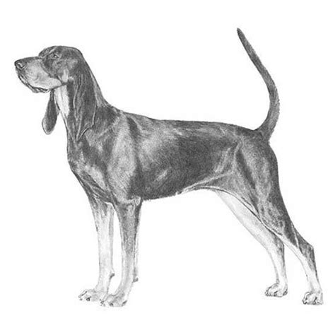 Black And Tan Coonhound Dog Breed Information Coonhound Dog Sketch