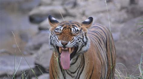 Top 10 Facts About Tigers Wwf