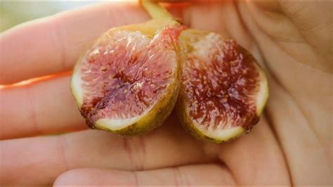 The Best Early Fig Varieties Youtube