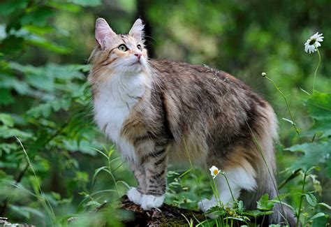 Norwegian Forest Cat Breed Information And Advice Your Cat