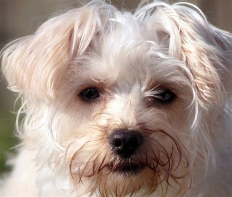 32 Maltese Mix Breeds The Popular And Adorable Hybrid Dogs Maltese