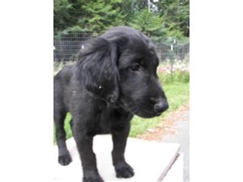 Sometimes, you may find dogs and. Flat-Coated Retriever puppies for sale