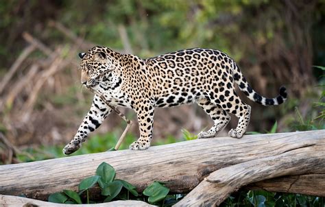 Wallpaper Predator Spot Jaguar Images For Desktop Section кошки
