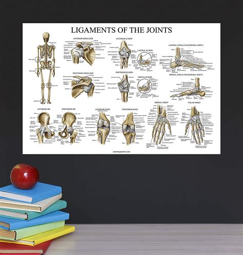 Muscular System And Ligaments Of The Joints Anatomical Poster Set