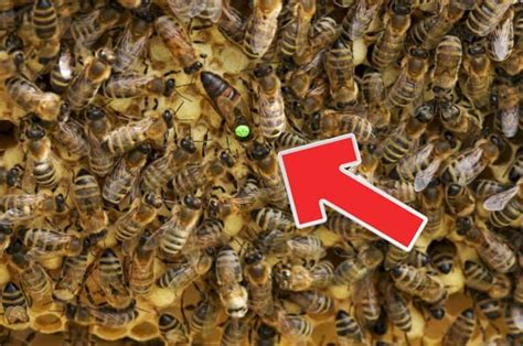 15 Ways To Quickly Find The Queen Bee New Life On A Homestead