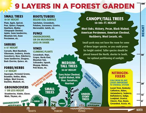 9 Layers In A Forest Garden In 2020 Food Forest Garden Forest Garden