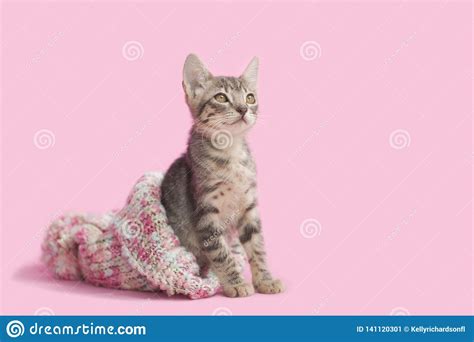 Kitten In Pink Knitted Hat Stock Image Image Of Curious 141120301