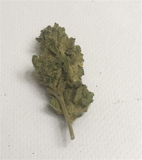 Blueberry Afghan Cannabis Strain Indica Hybrid Weed Potvalet