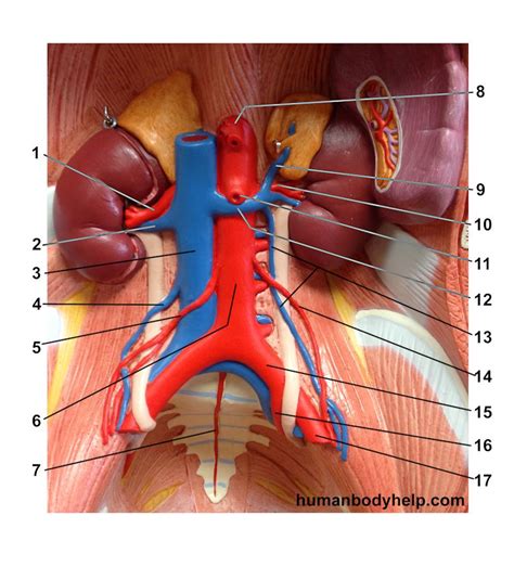 Most people have 24 ribs, with 12 on each side of the body. Lower Torso 1 Blood Vessels - Human Body Help