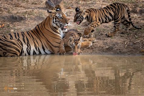 Best Time To See Tigers In India The Wildlife Tour