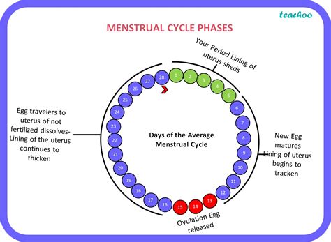 Mention The Frequency And Duration Of Menstrual Cycle In Human Females