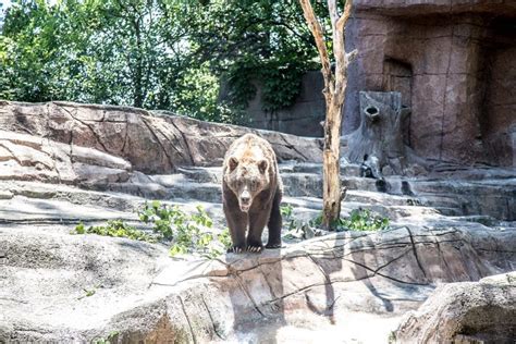 One Brown Bear Walking In The Zoo Stock Image Image Of Recreation