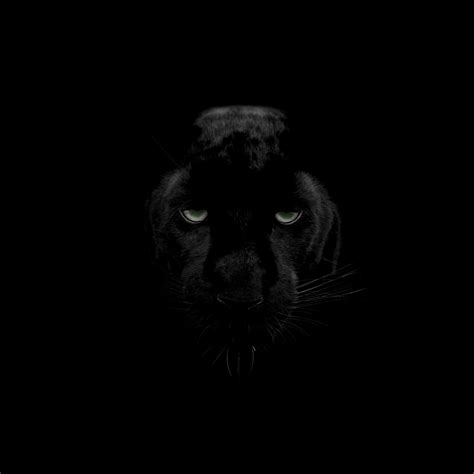 Iphone Wallpaper 4k Black Panther ~ Wallpaper Ultra Hd Black Panther Bodewasude