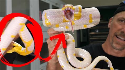 Bite From The Rarest Venomous Snake You Wont Believe It Youtube