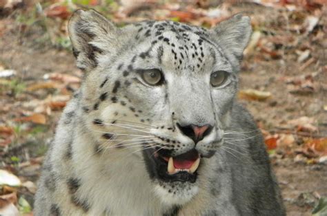 Asian Snow Leopard By Dingodogphotography On Deviantart