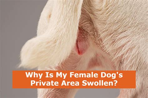 Why Is My Female Dogs Private Area Swollen