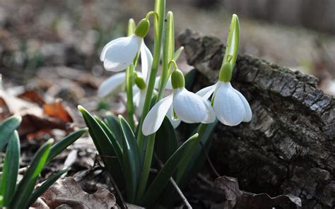 White Snowdrop Flowers Closeup Photography Hd Wallpaper Wallpaper Flare