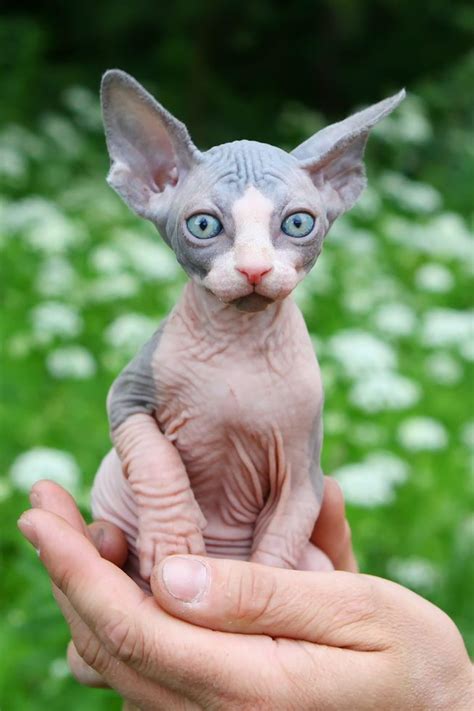 This Sphynx Kitten Is So Tiny That It Can Even Fit In The Palm Of A
