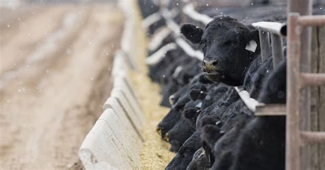 Feed Efficiency Supports Sustainable Livestock Production Afia