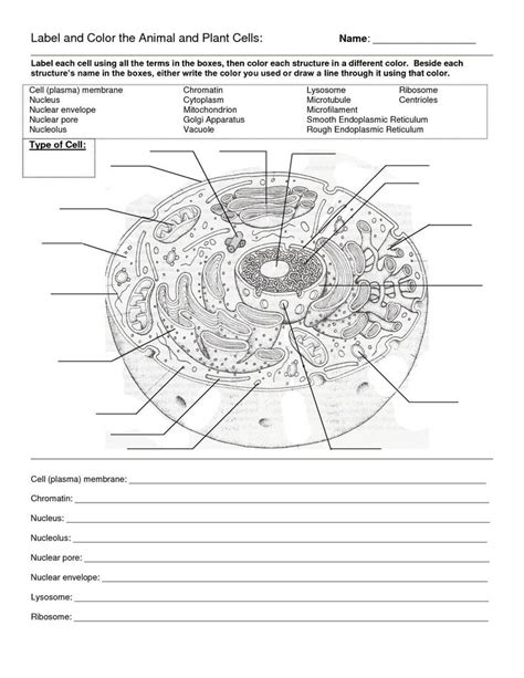 Label The Parts Of An Animal Cell Worksheet