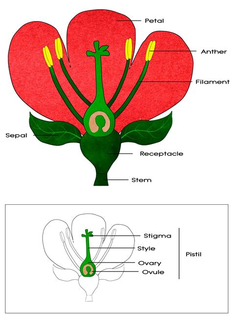 Parts Of Flowers For Kids