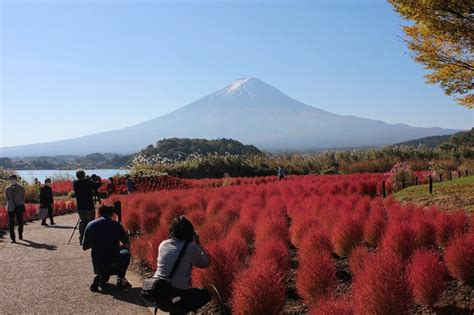 Red Kochia Bushes With Mt Fuji Backdrop Burn Lasting Impression The