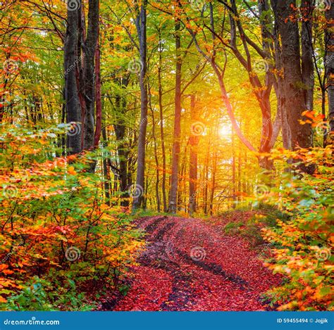 Colorful Autumn Sunrise In Dark Mountain Forest Stock Photo Image Of