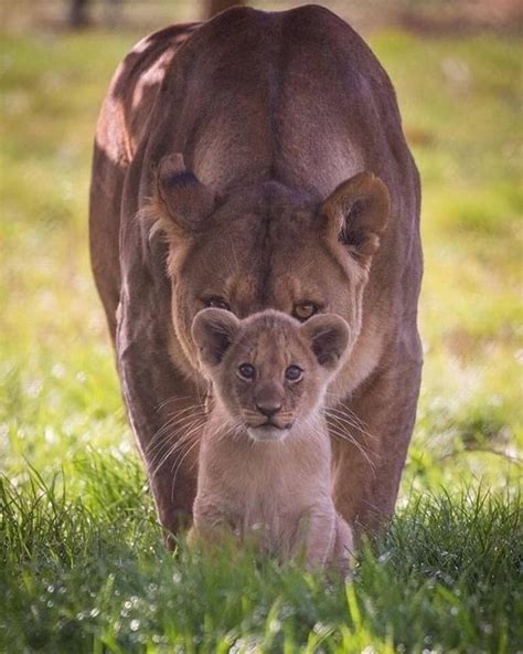 Absolutely Love This Photo Of A Lioness Protecting Her Cub 😍😍 Not My