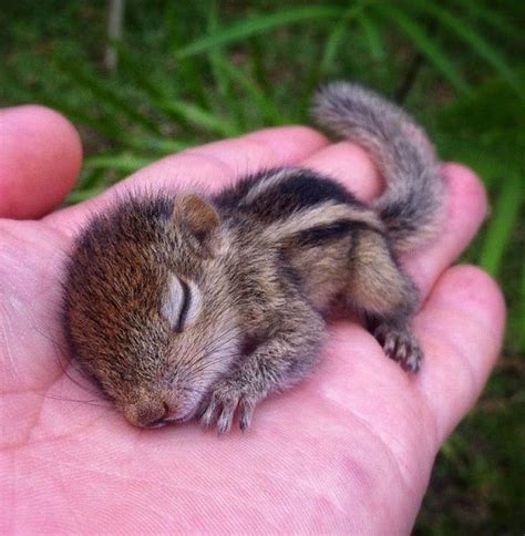 20 Baby Animals That Are So Cute Its Ridiculous Tiny Baby Animals