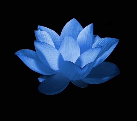 Blue Lotus Wallpapers Top Free Blue Lotus Backgrounds Wallpaperaccess