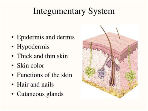 Integumentary System Structure And Function
