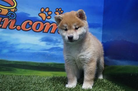 The 24h volume of shib is $33 100 000, while the shiba inu market cap is $13 067 747 600 which ranks it. Shiba Inu Macho - Comprar perros y cachorros. Consulta ...